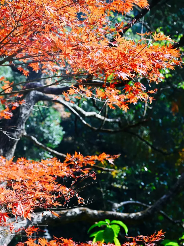 닝보 3일 여행 SNS에서 인기 폭발한 여행 코스