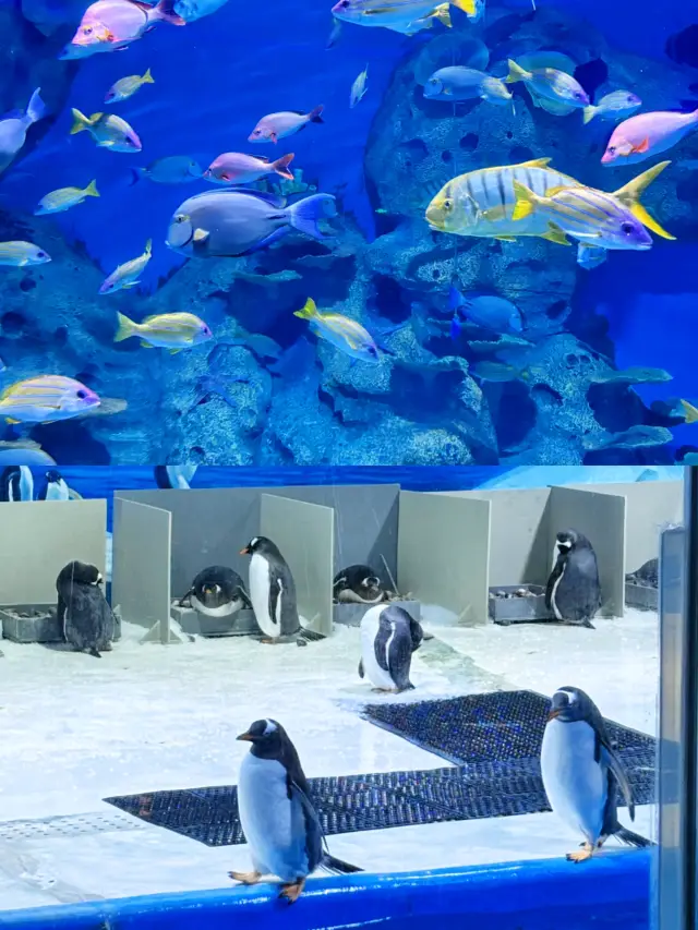 帶娃來歐樂堡極地海洋世界這一篇就夠了