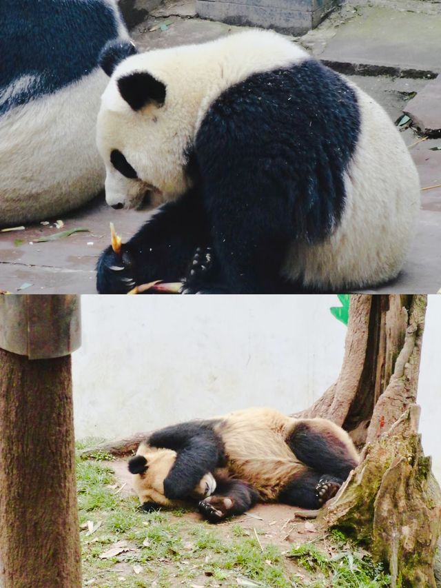 雅安熊貓基地大揭秘：你不知道的熊貓世界！