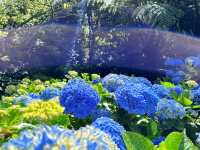 Discover the Hidden Gem of Auckland: The Botanic Gardens