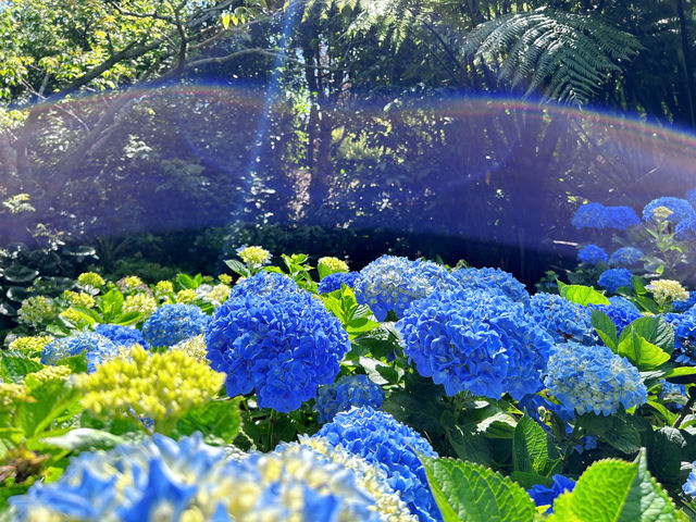 Discover the Hidden Gem of Auckland: The Botanic Gardens