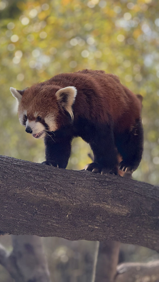 雲南野生動物園