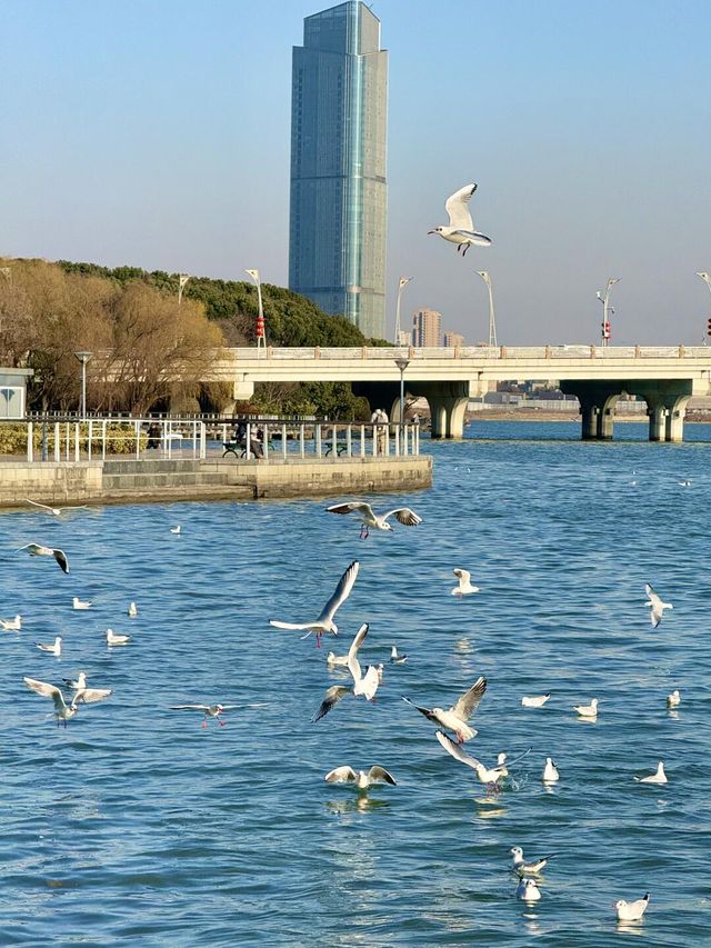 無錫一日遊 | 古鎮逛吃+蠡湖餵海鷗超全攻略