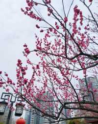 暗香盈袖春意濃，沙湖公園梅花盛開