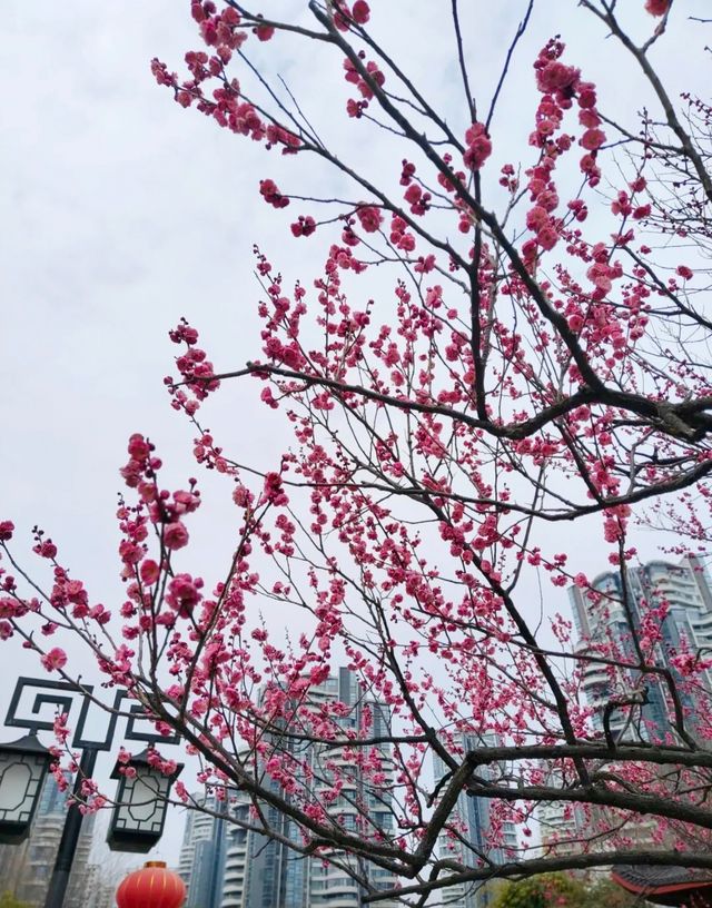 暗香盈袖春意濃，沙湖公園梅花盛開