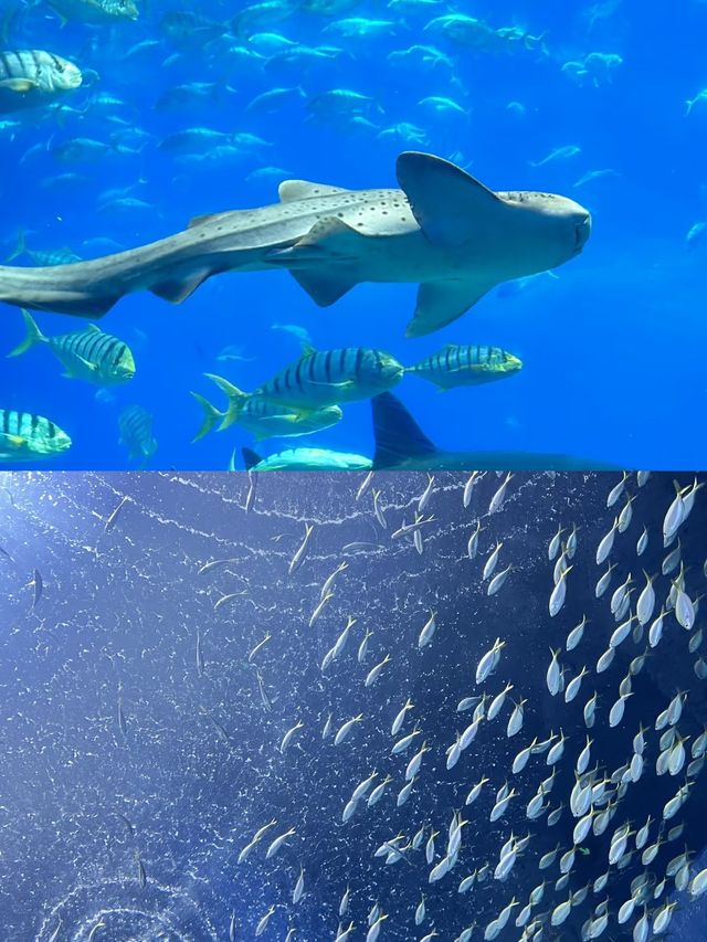 三月份最值得帶孩子去的海洋館