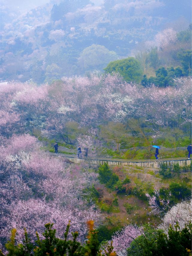 【賣花漁村】我在徽州私藏的初春仙境找到啦
