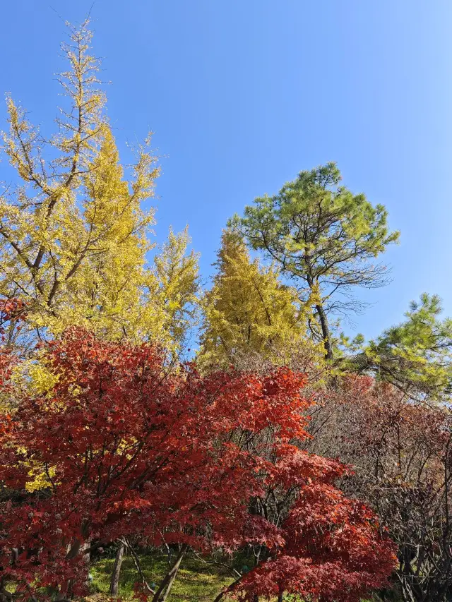 6일 동안 장쑤성 우시 링산대불 등 겨울 여행의 필수 코스