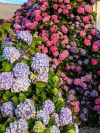 《深圳市天台的繡球花園》