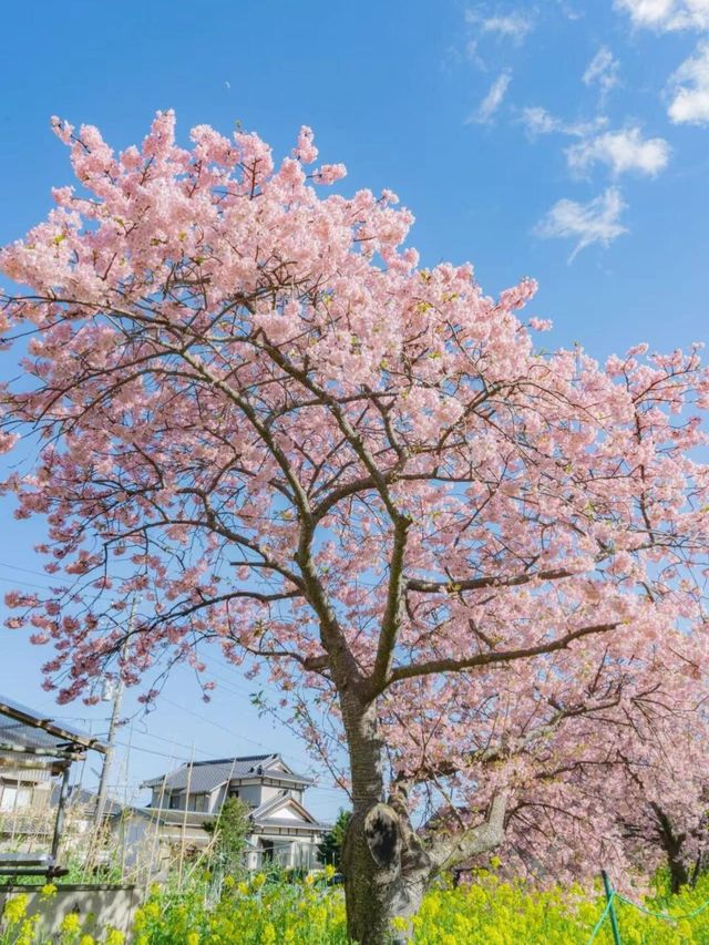 2025伊豆河津櫻賞花旅行攻略（交通看點）