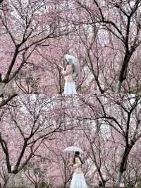 📸3.4實拍！東湖櫻園live圖直擊現狀！