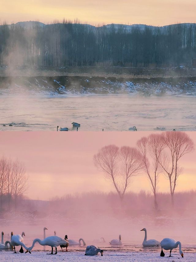 朝陽嘅朝陽 I 夢幻水韻天鵝湖