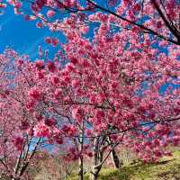 🌸寶子們衝！上帝的部落司馬庫斯美瘋了