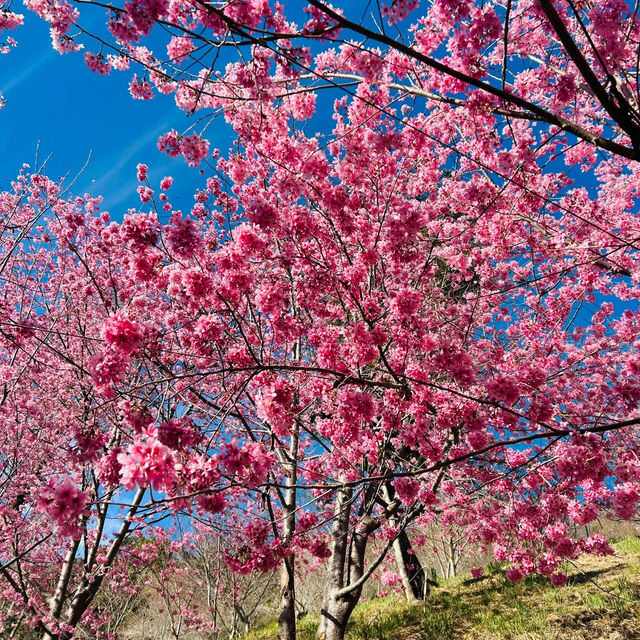 🌸寶子們衝！上帝的部落司馬庫斯美瘋了
