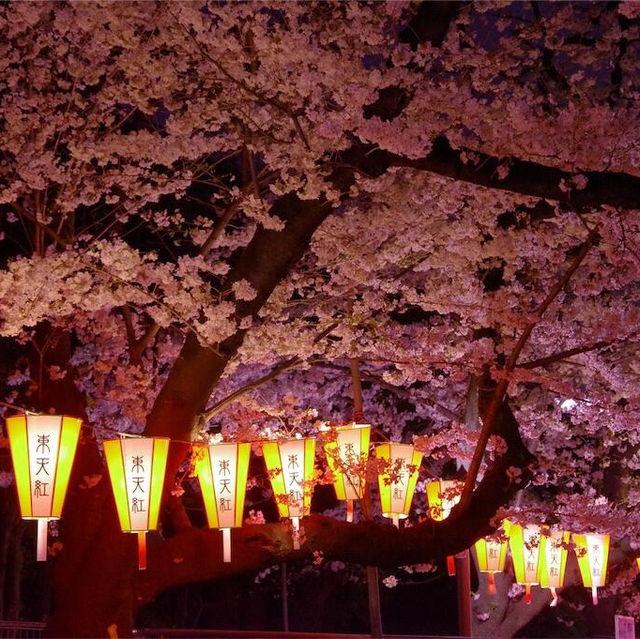 🌸春日必看！上野公園櫻花滿開攻略