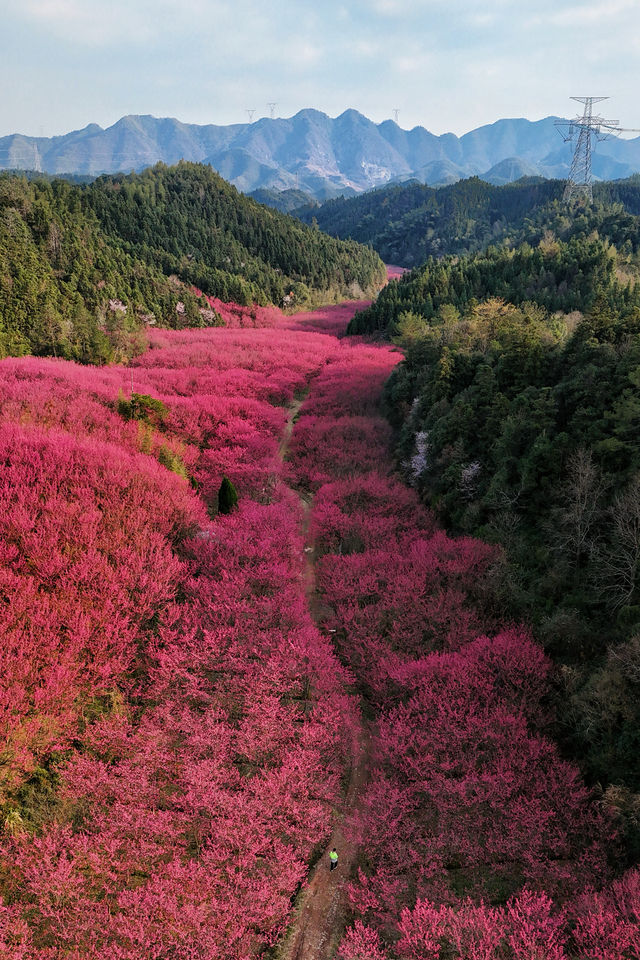 杭州超美櫻花海已到盛花期 錯過等1年
