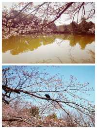 名古屋賞櫻花，春遊名城公園