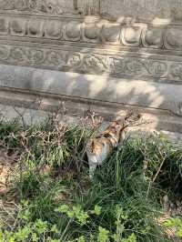 大興善寺簡直就是個喵星人樂園，喵喵們也太悠閒自在了。