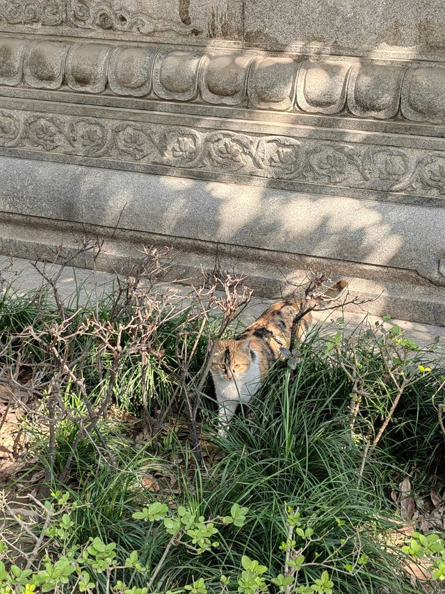 大興善寺簡直就是個喵星人樂園，喵喵們也太悠閒自在了。