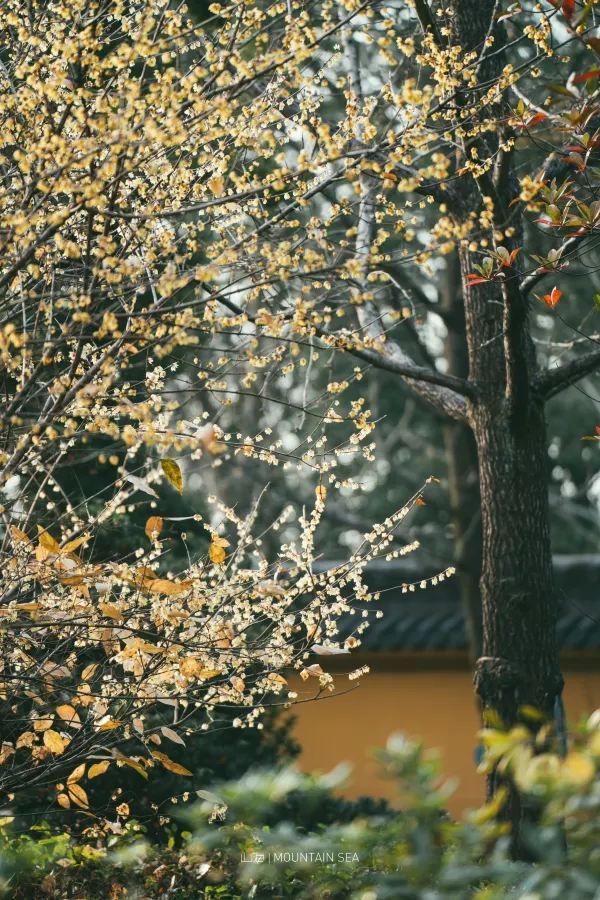 Discover the Top 5 Stunning Plum Blossom Spots in Jinhua!