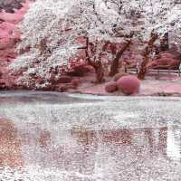 🌸東京櫻花季｜5大絕美賞櫻地全攻略📍目黑川的夜櫻是寫給春天的情書
