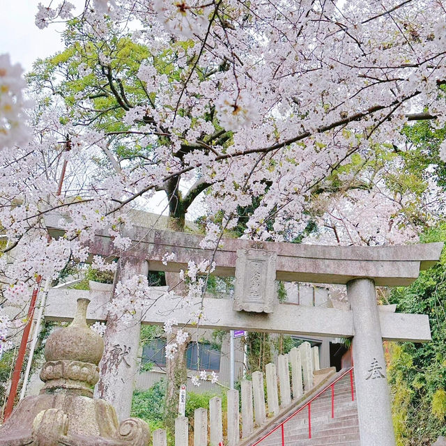 🌸在福岡愛宕神社，邂逅一整山的浪漫