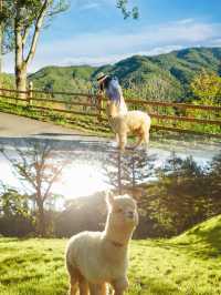 來韓國洪川郡感受獨特魅力
