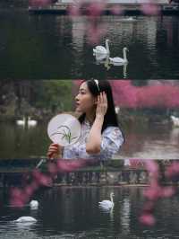 半日莫愁湖公園海棠賞花，附拍攝地圖攻略