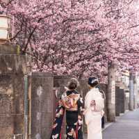 🌸京都第一波櫻花盛放啦！速看