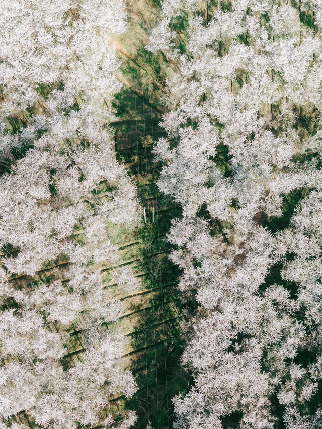 又是一年櫻花季🤍 春日限定的白色浪漫