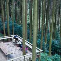 🇯🇵｜福岡❶小眾秘境㊙️隱藏在深山裡的森林☕️
