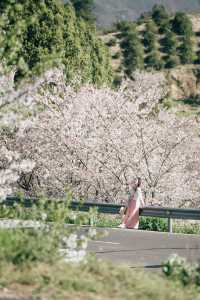 紹興這個村子的櫻花公路驚艷了春天