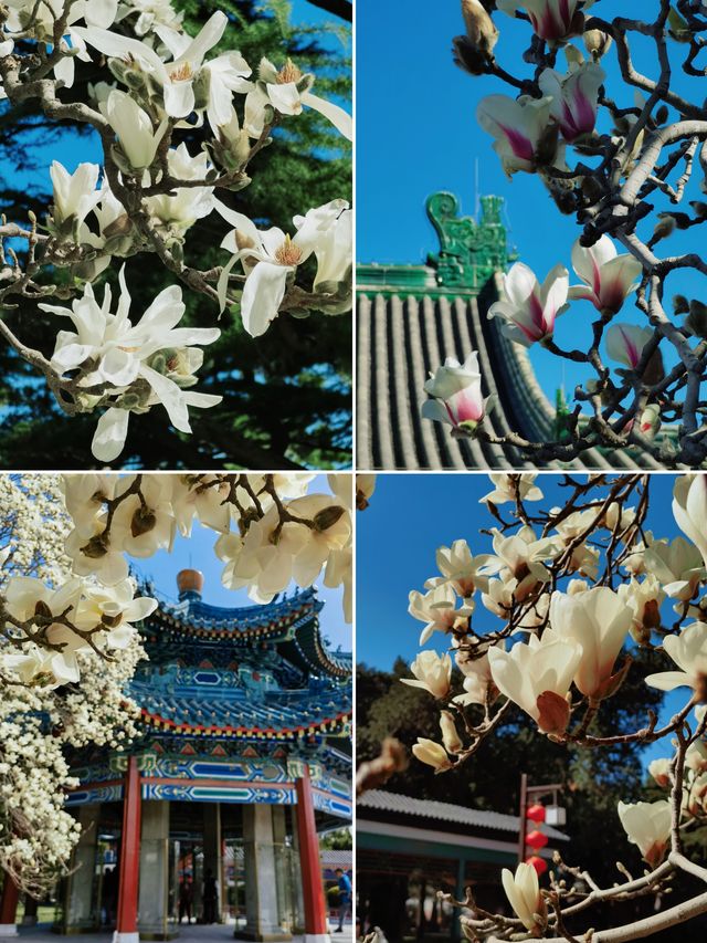 不走回頭路 普渡寺太廟中山公園玉蘭賞花路線