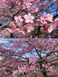 東京での桜の楽しみ方｜🌸早咲きの桜・代々木公園