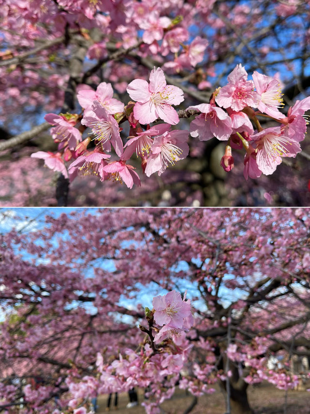 東京での桜の楽しみ方｜🌸早咲きの桜・代々木公園