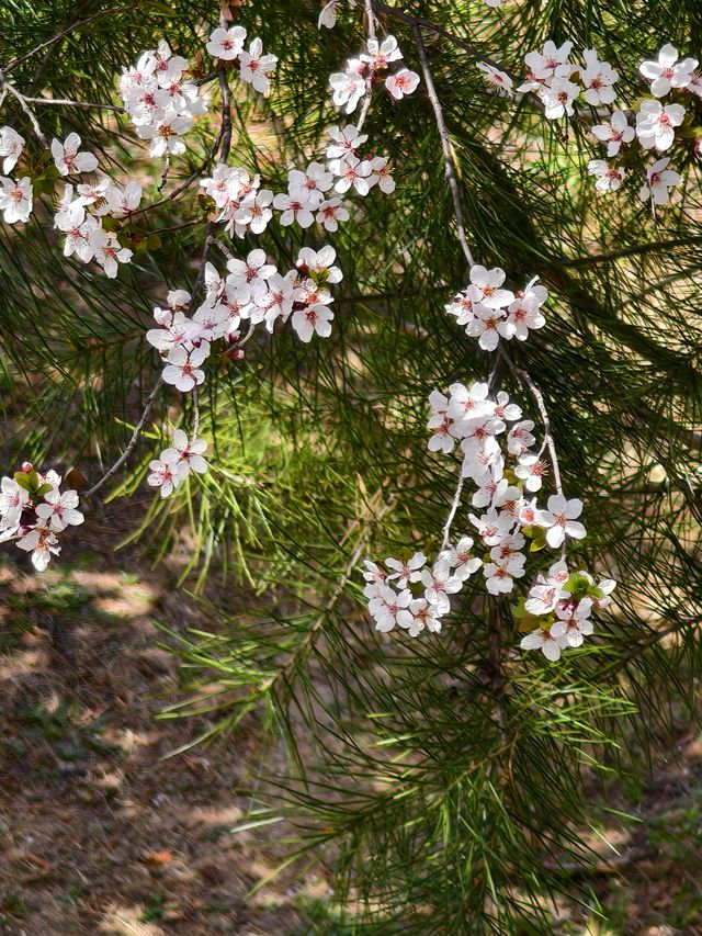 鄭州，滎陽有一個免費的適合「撒野」的公園
