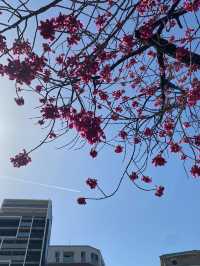 名古屋賞櫻攻略：歷史與現代交織的春日花海！