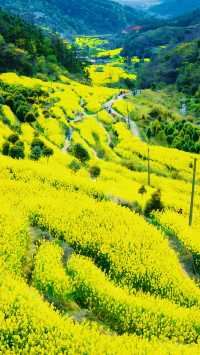 《南昌賞油菜花，最佳地點是哪裡？》