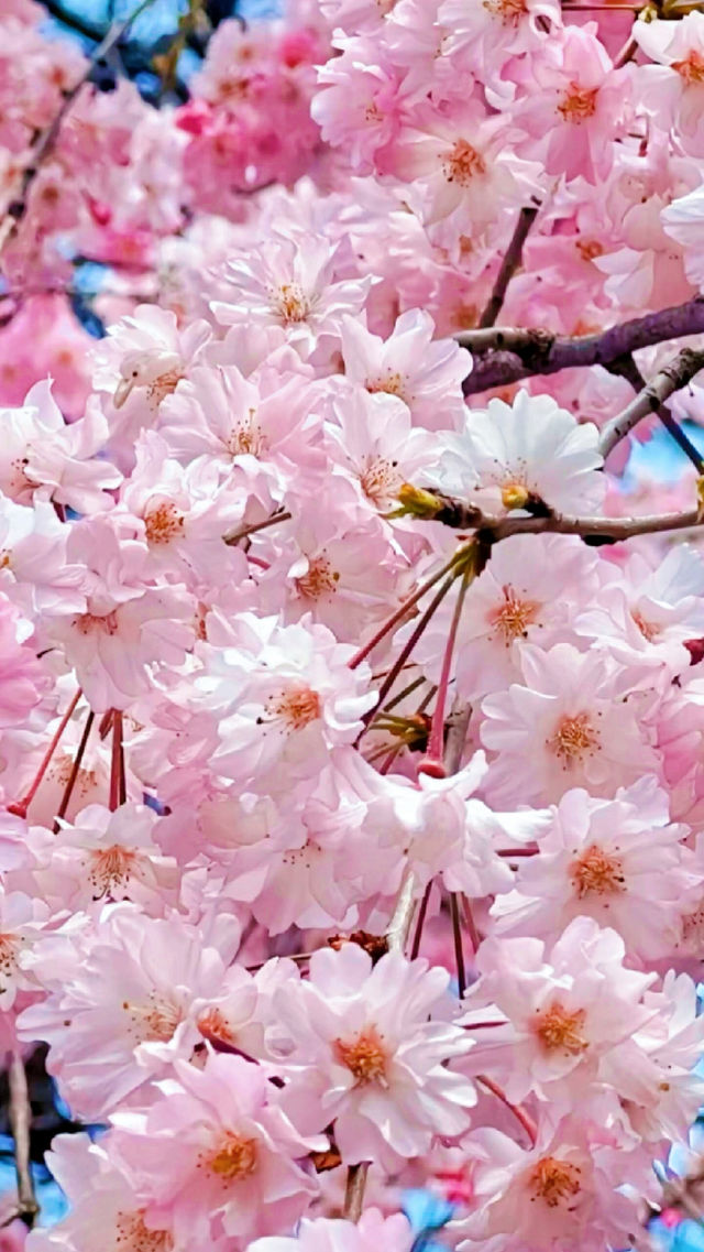 看櫻花怎能不去青龍寺啊