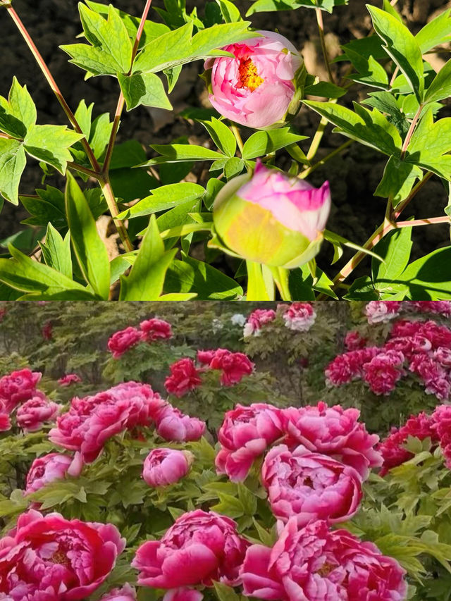 洛陽牡丹花卉節賞花攻略來啦