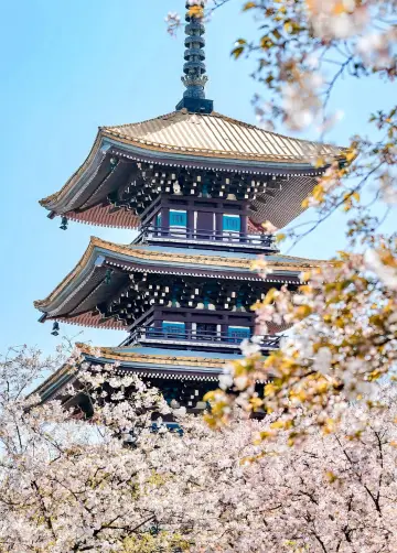"March is cherry blossom season—you absolutely can’t miss it! The Wuhan East Lake Cherry
