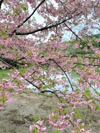 錫惠公園限定浪漫！春日賞櫻保姆級攻略