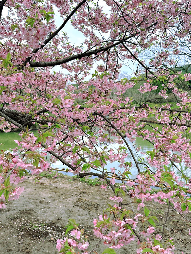 錫惠公園限定浪漫！春日賞櫻保姆級攻略