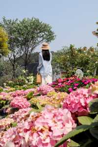 東莞賞花｜油畫般嘅現實繡球花海