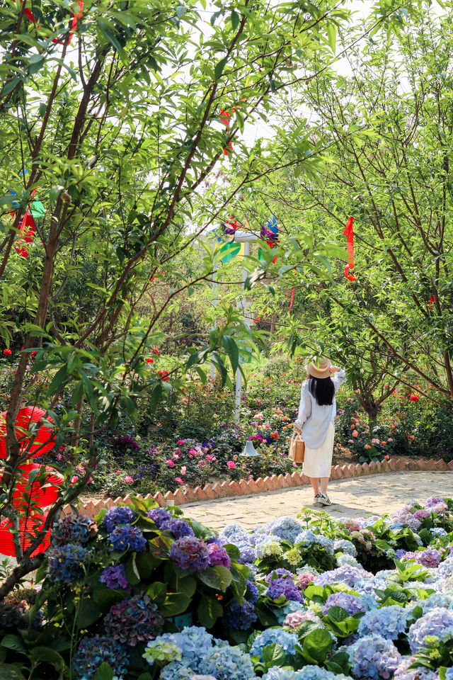 東莞賞花｜油畫般嘅現實繡球花海