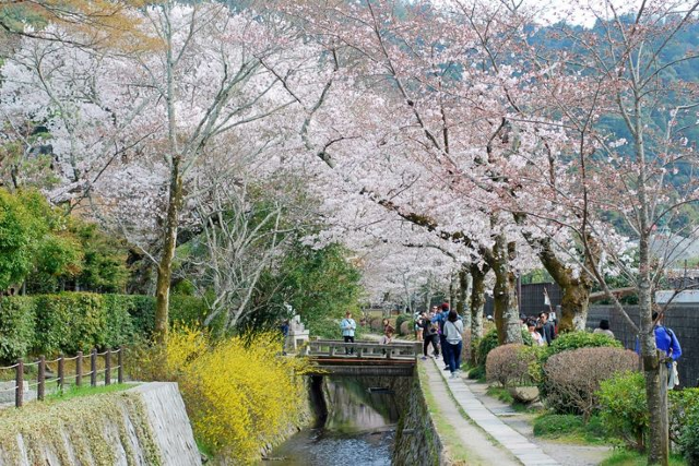 🌸Trip接送機|日本春日出遊指南·關西篇2