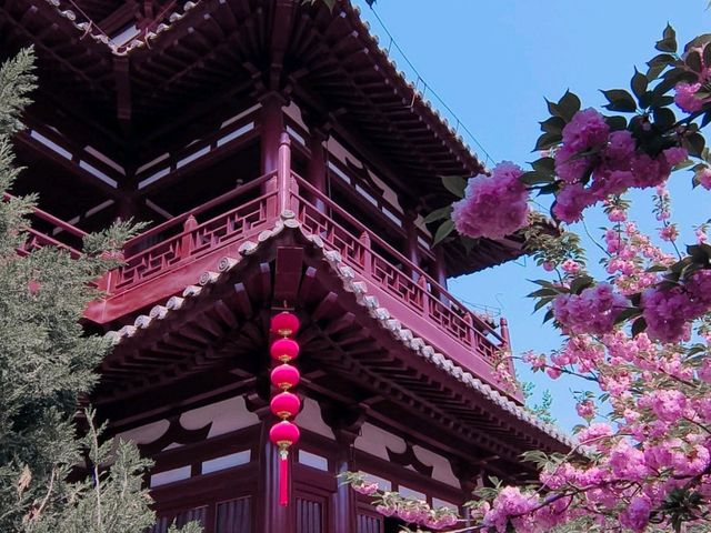 青龍古刹-櫻花綻放