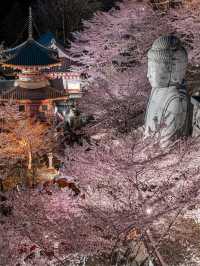  2025 年你不能錯過！東京夜櫻點燈時間大全！