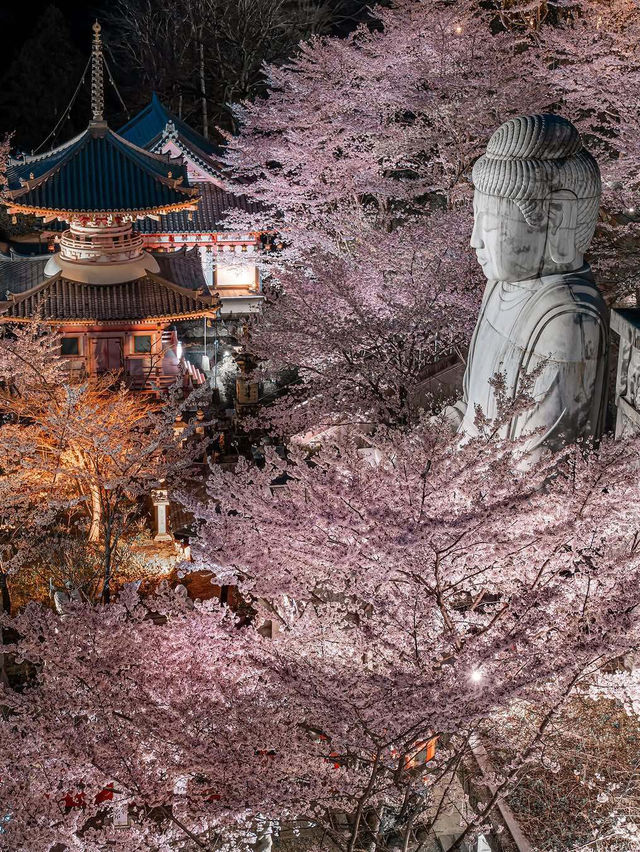  2025 年你不能錯過！東京夜櫻點燈時間大全！