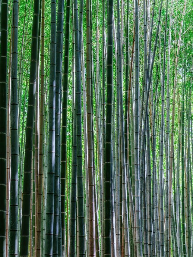 京都必打卡景點攻略，一篇解鎖古都的秘密